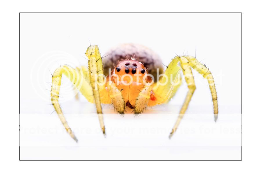 Radioactive Spider Photo by mvtl Photobucket